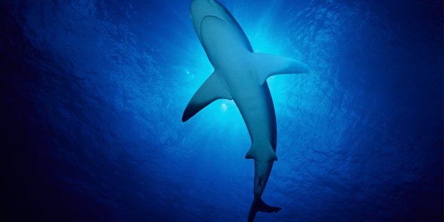 A tourist in the Bahamas was attacked by a shark while spearfishing.