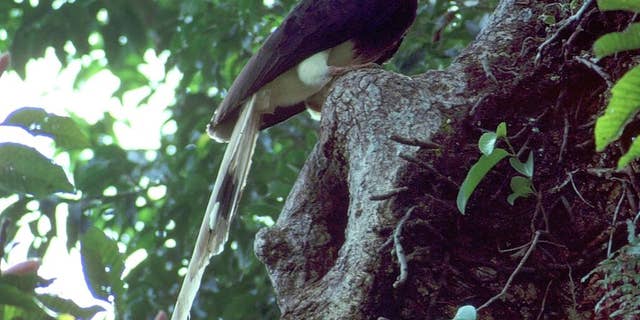 In this undated photo supplied by the Wildlife Conservation Society, a helmeted hornbill is perched on a nest in Thailand. Part of the bill of the critically endangered bird in Southeast Asia is sought by poachers as an ivory substitute and carved into ornaments, mainly for sale in China. (Mortne Strange/Wildlife Conservation Society via AP)