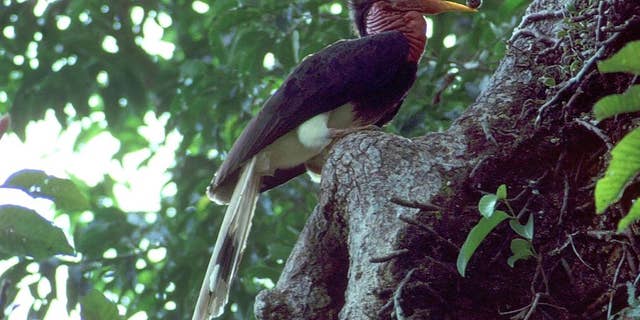 In this undated photo supplied by the Wildlife Conservation Society, a helmeted hornbill is perched on a nest in Thailand. Part of the bill of the critically endangered bird in Southeast Asia is sought by poachers as an ivory substitute and carved into ornaments, mainly for sale in China. (Mortne Strange/Wildlife Conservation Society via AP)