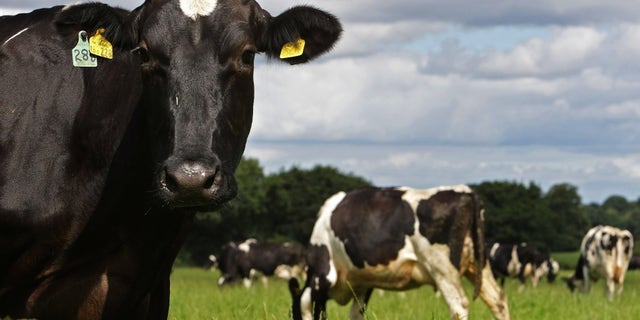 The two cows (not pictured) were strapped with explosive belts and walked towards a military checkpoint in the Diyala province when Iraqi soldiers opened fire on the animals, according to the Independent, which cited Rudaw, a Kurdish news site.