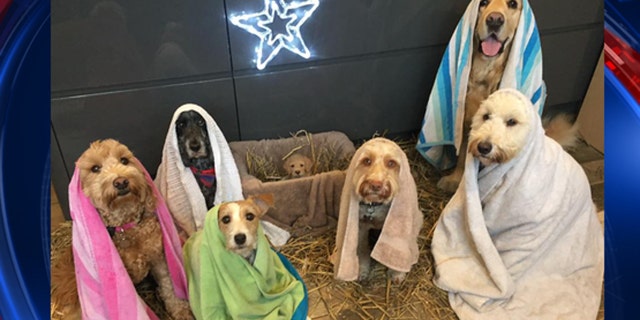A UK dog groomer recreated the Nativity Scene using adorable pooches, including a puppy in the manger.