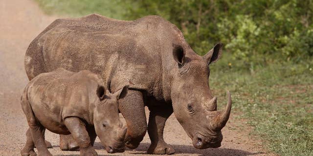 FILE - In this Sunday, Dec. 20, 2015 file photo, rhinos walk in the Hluhluwe-Imfolozi game reserve in South Africa. The African kingdom of Swaziland, which has 73 rhinos, said Monday that it could use funds from the sale of its stockpile of 330 kilograms (727 pounds) of rhino horn to pay for wildlife protection. Delegates, however, rejected the Swazi proposal by a vote of 100 to 26, with 17 abstentions. (AP Photo/Schalk van Zuydam, File)