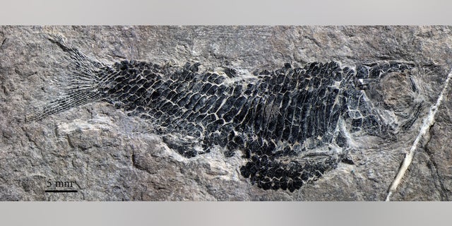 A female Wushaichthys exquisitus.