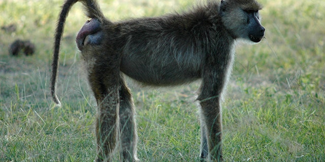 Noodle, a female baboon from Kenya, shows off her bright-red, swollen bottom, signaling ovulation is near.