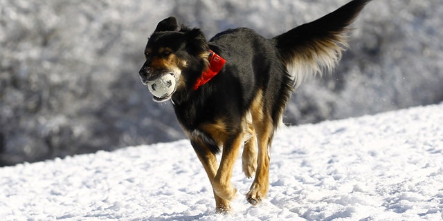A dog fetches a ball through the snow at the Feldberg mountain in Schmitten, 25km (16 miles) north-west of Frankfurt, February 1, 2012. The cold snap which has gripped Europe and killed 60 people in the east is set to lift European power and gas prices further as energy demand for heating surges while temperatures are expected to stay below freezing point. German met office DWD expected the icy high pressure front from northern Russia to last well into next week. REUTERS/Kai Pfaffenbach (GERMANY - Tags: ENVIRONMENT) - RTR2X5QS