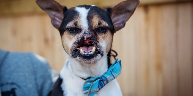 Wacku suffered his life-threatening injury in 2012.