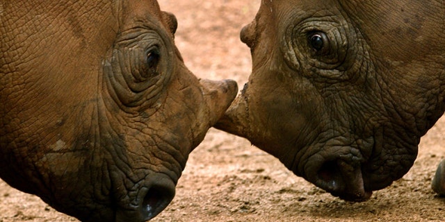FILE - In this undated photo supplied by International Fund For Animal Welafre (IFAW), orphaned black rhinos square up after their release into a holding boma at Addo National Park, 50 miles north-east of Port Elizabeth, South Africa after each was abandoned at birth.