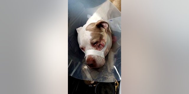 Ciroc, a Staffordshire Terrier, was shot in the jaw by a police officer on Saturday, July 8, 2017.