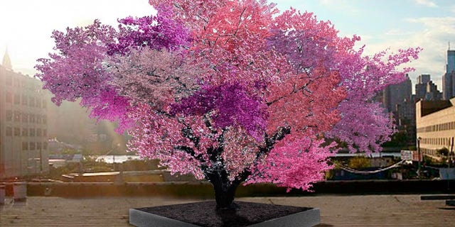 The Tree of 40 Fruits is edible contemporary art.