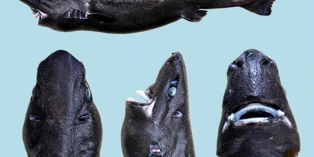 An image of the recently discovered species of lantershark named Etmopterus benchleyi. (Douglas J. Long and D. Ross Robertson)