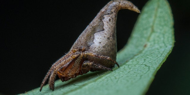 Eriovixia gryffindori