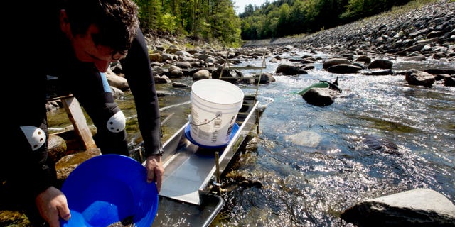 In this photo taken Sunday, Sept. 4, 2016, Chris Hall uses a sluice box to pan for gold in the Wild Ammonoosuc River in Bath, N.H.