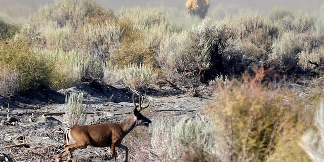 A deer runs during the Blue Cut fire near Wrightwood, California U.S., Aug. 17, 2016. (REUTERS/Mario Anzuoni).