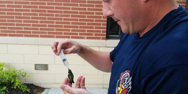 The Maryland Heights Fire Protection District says a firefighter paramedic took care of a hummingbird that was discovered unresponsive.