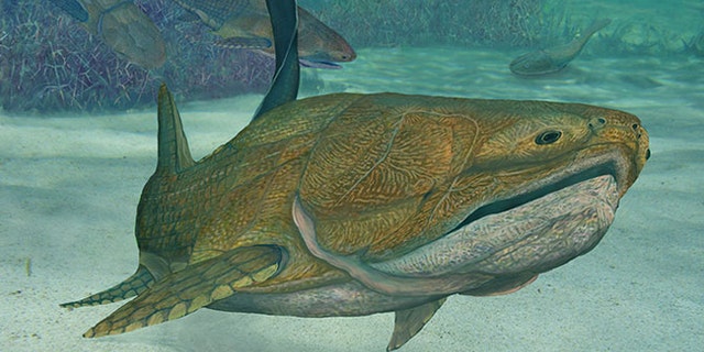 The earliest known species with what we would recognize as a face was an armored, beady-eyed prehistoric fish.
