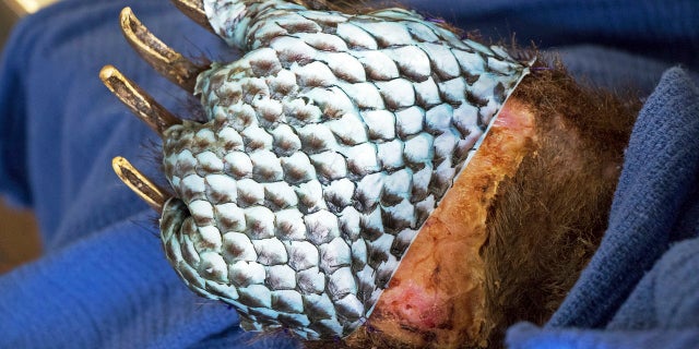 The badly burned paw of a bear, injured in a wildfire, wrapped in fish skin - tilapia - during treatment at the University of California, Davis Veterinary Medical Teaching Hospital in Davis, Calif.