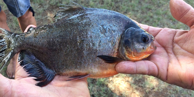 While officials indicate the fish can grow to be quite large, the one Smith caught only weighed about a pound, Howser said.