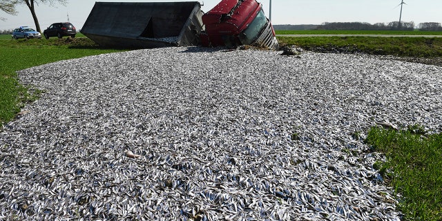Fish lay strewn across the roadside after a truck carrying tons of fish crashed near Liepen, northeastern Germany, Friday, April 20, 2018. (Stefan Sauer/dpa via AP)