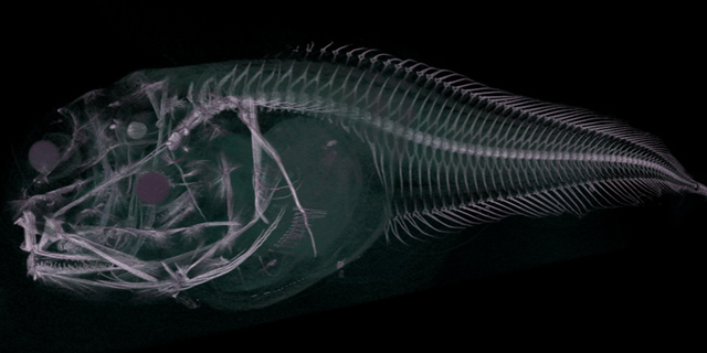 A CT scan of an Atacama snailfish, which was recently discovered in the Atacama Trench.