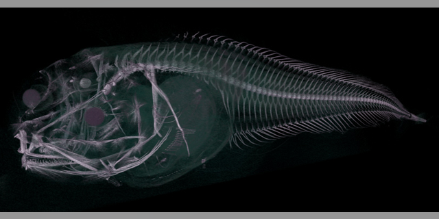 A CT scan of an Atacama snailfish, which was recently discovered in the Atacama Trench.