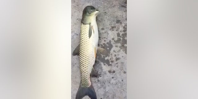 Anglers caught the fish in Guizhou, China (Credit: Newsflare)