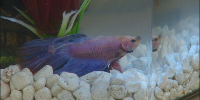 Studies shows that actively watching a fish can lower your blood pressure