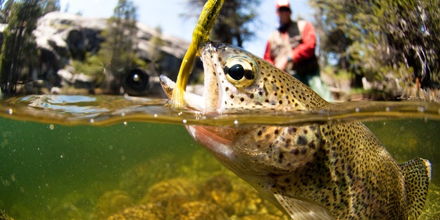 You're welcome to fish in Indiana — just don't think about pulling a fish out of the water with nothing but your bare hands. 