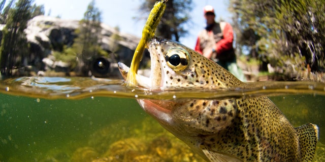 You're welcome to fish in Indiana — just don't think about pulling a fish out of the water with nothing but your bare hands. 