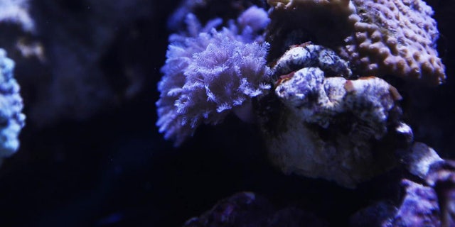 man warns pet owners after fish tank releases second deadliest