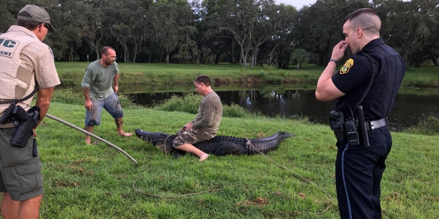 Rescuers zip-tied the gator at Cliff Stephens Park in Clearwater.