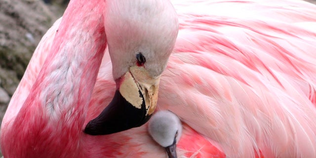 An Andean flamingo at a reserve in England.
