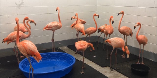 As Hurricane Florence lashes North Carolina coastline, zoos prepare for the worst | Fox News As Hurricane Florence lashes North Carolina coastline, zoos prepare for the worst | Fox News