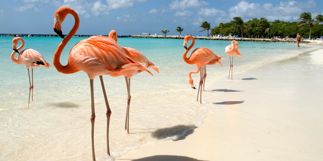 Want to hang out at a resort all day and take care of flamingos? This Chief Flamingo Officer job might be just for you.