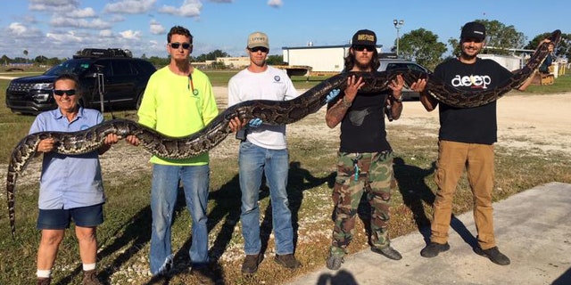 A python hunter in the Everglades snagged a 17-foot python early Friday morning, setting a new record.