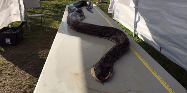 Jason Leon, who snagged this 17-foot python, also holds the Florida state record.