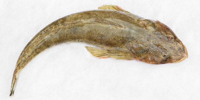 Close up fresh flathead fish on white wet cloth in market with morning sunlight