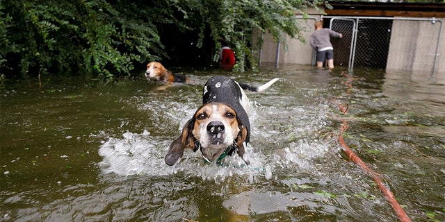 A group of panicked dogs in Leland, North Carolina are released after their owner fled rising flood waters in the aftermath of Hurricane Florence.