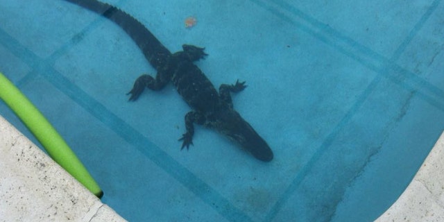 A homeowner in Florida discovered an 8-foot alligator in his pool while walking his dog early Monday.