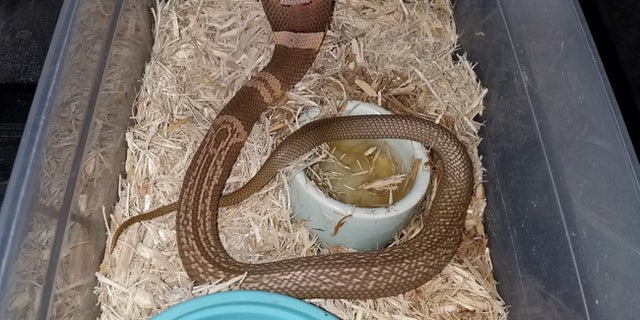 cobra snake escape in ocala fl