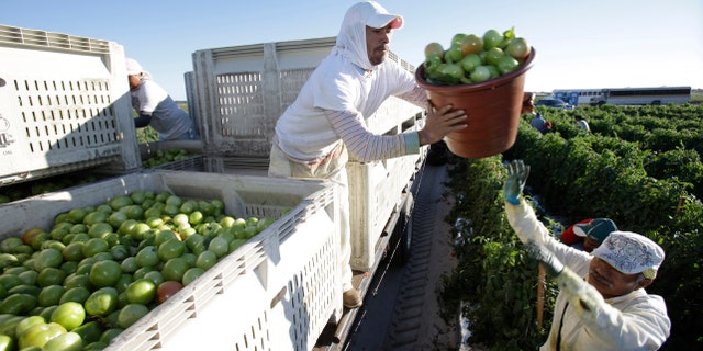 Farmworker in Florida loads tomatoes on a truck from a second harvest of tomato plants.