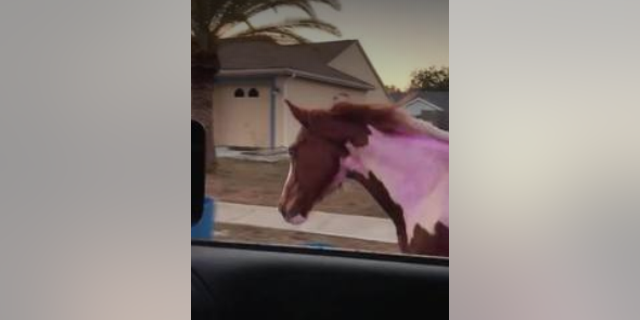 A sheriff's deputy caught a horse trotting down U.S. 19 in Florida.