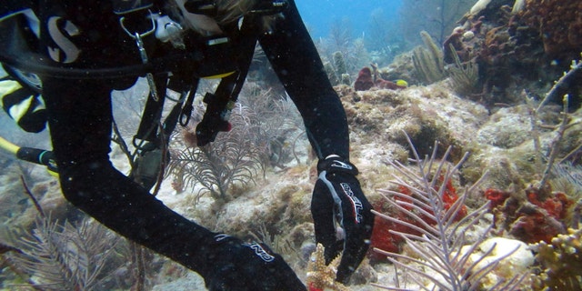 A diver plants a staghorn coral nursery off Key Biscayne, Fla., June 3, 2017.  The coral is grown in underwater nurseries and then transplanted to a reef to replace coral that has died due to bleaching and other effects of climate change. (Dalton Hesley/University of Miami RSMAS via AP)