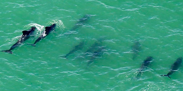 Dec. 5, 2013: A group of stranded short-finned pilot whales is guided by a boat (not shown) to deeper waters in Everglades National Park, Fla. Some of the pilot whales that were stranded in the Florida Everglades swam out into deeper water on Thursday while rescuers tried to chase the rest out to sea by banging on pipes and revving their boat engines.