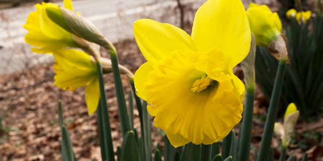 The owners of tourist attraction Daffodil Hill have taken to Facebook to announce that they are closing the California super bloom hot spot indefinitely.