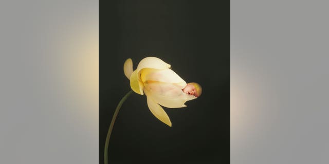 Anne Geddes photos