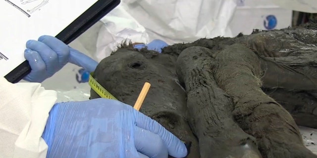 Westlake Legal Group foalsiberia2 Liquid blood taken from 42,000-year-old frozen horse that scientists hope to clone fox-news/science/archaeology/history fox-news/science/archaeology fox-news/columns/digging-history fox news fnc/science fnc article Ann Schmidt 96bccff6-c4bd-5067-8a0d-78fa7f85d527
