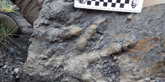 An extremely well-preserved footprint in Denali National Park reveals a meat-eating dinosaur’s claws, fleshy toe pads and pebbly skin texture. (Pat Druckenmiller/University of Alaska Fairbanks)