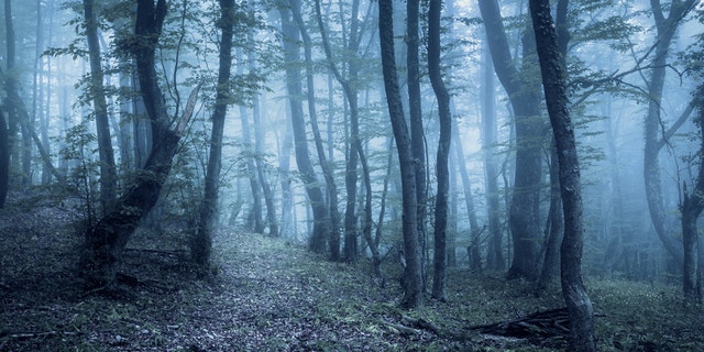 These are some of the creepiest forests around the world.