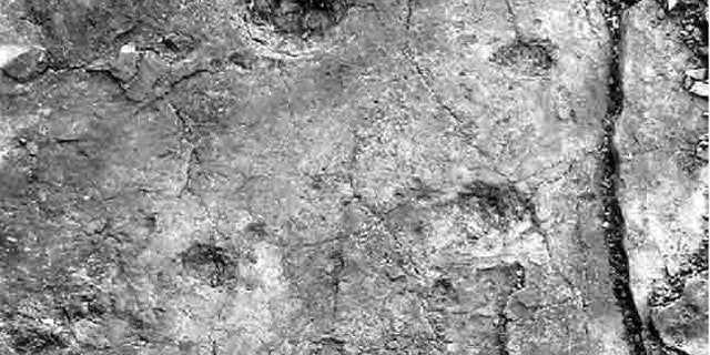 A track of fossilized 'hand' and 'foot' prints likely were made by a four-legged creature walking in a diagonal stride pattern, traveling from bottom to top as shown in the image.