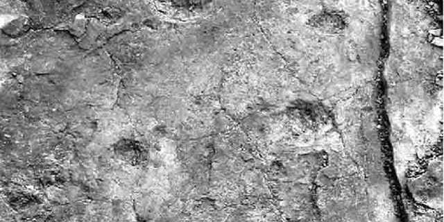 A track of fossilized 'hand' and 'foot' prints likely were made by a four-legged creature walking in a diagonal stride pattern, traveling from bottom to top as shown in the image.